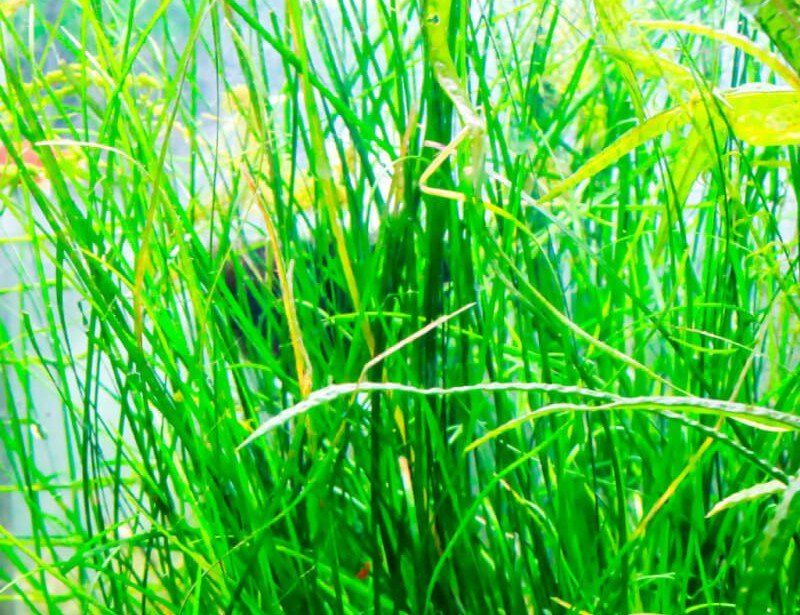 Vallisneria nana
