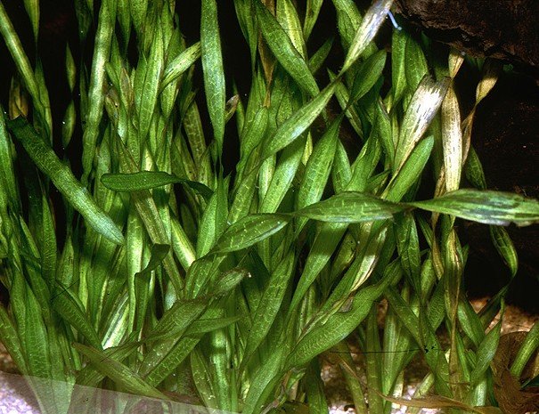 Vallisneria spiralis