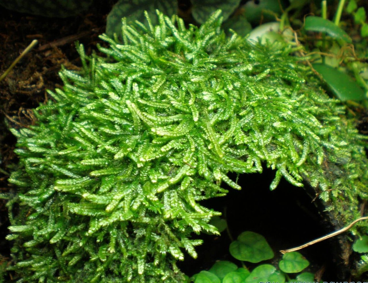 Vesicularia dubyana
