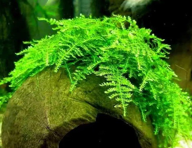 Vesicularia montagnei